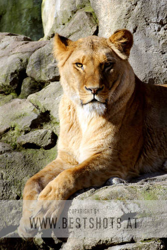 L�win nimmt ein Sonnenbad