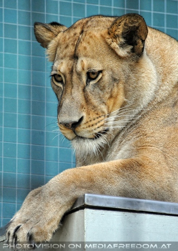 Raubkatzenf�tterung 02