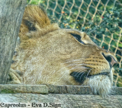 The lioness rests