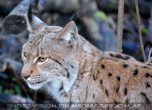Luchs 03