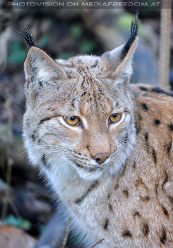 Luchs 04