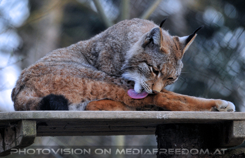 Luchs 05