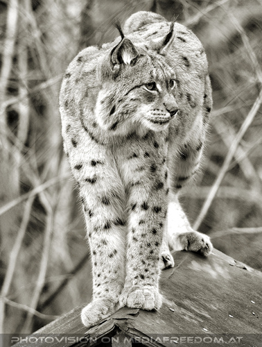 Luchs 4