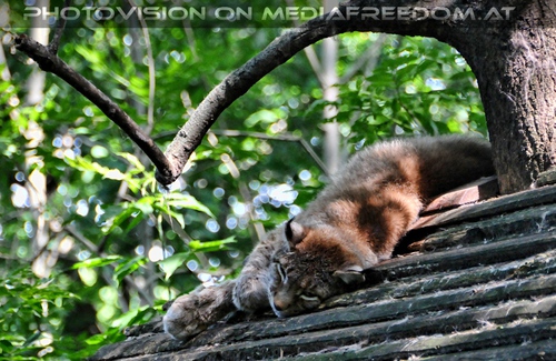 Luchs auf dem Dach