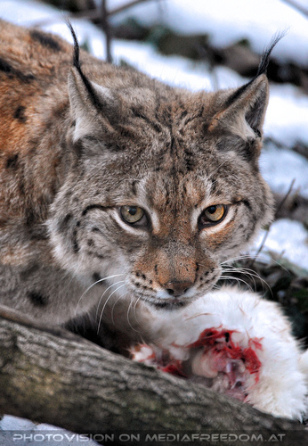 Luchs F�tterung 1