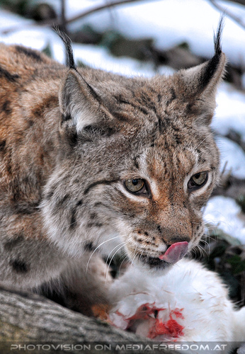 Luchs F�tterung 2