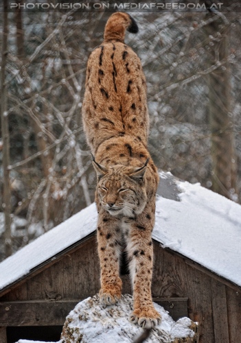 Luchs im Schnee 2