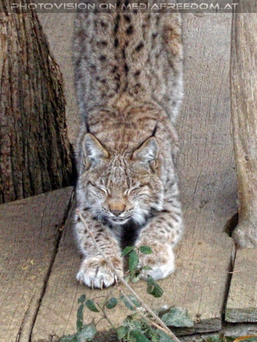 Luchs streckt sich