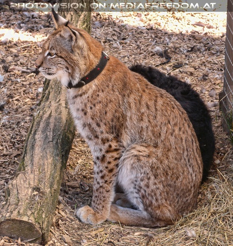 Luchs