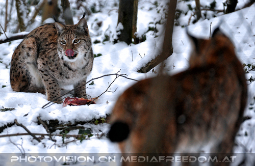 Luchse im Schnee 03