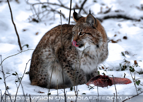 Luchse im Schnee 04