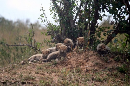 Gepardbabys