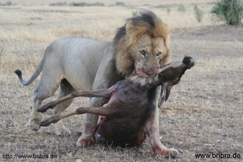 l�wen, geparde und anderes getier - mit den tieren der savanne auf du und du