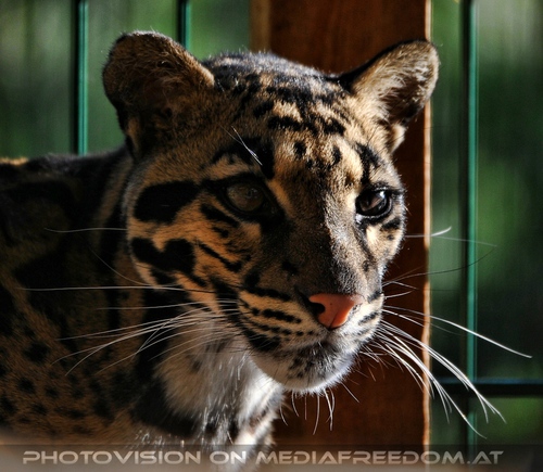 Ich bin ein Star 69: Nebelparder