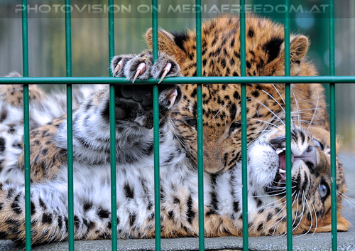 Nordchina-Leoparden 08