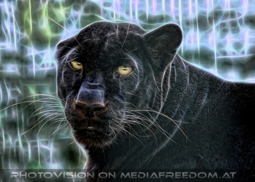 Panther Vision