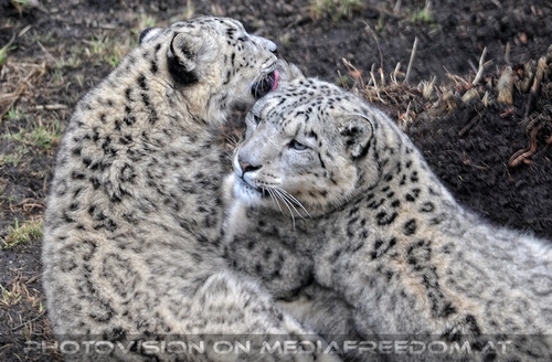 Schneeleoparden 05