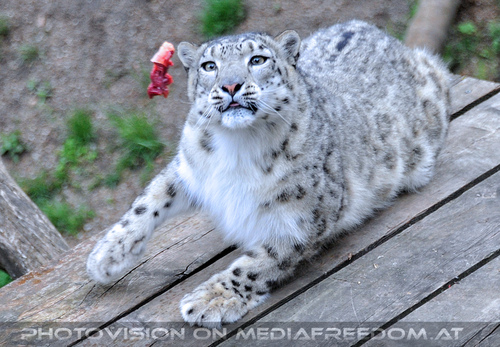 Schneeleoparden F�tterung 04