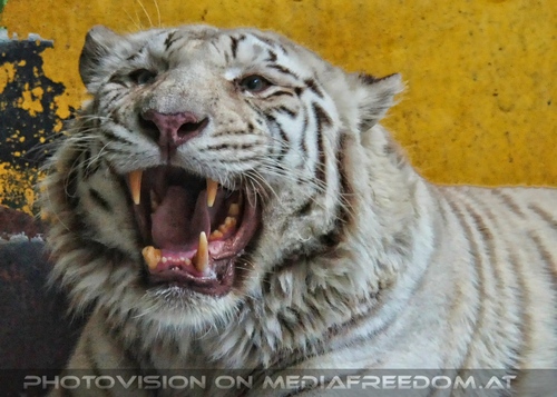 Pfauchender wei�er Tiger