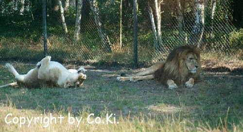 Ich bin rollig und du schaust weg. Gemein...