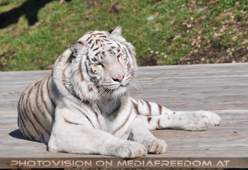 Sanfter weisser Tiger