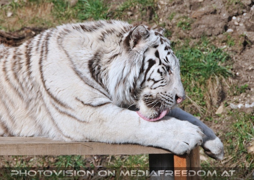 Weisse Tigerw�sche