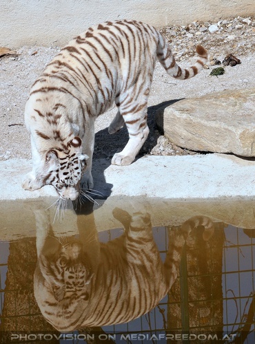 Weisser Tiger im Spiegelbild