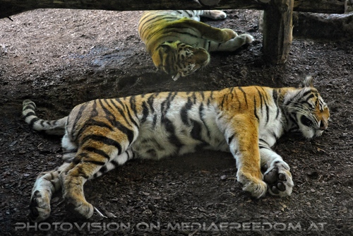 Schlafende Tiger