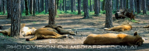 Schlafendes L�wenrudel