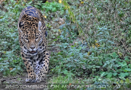 Schleichende Jaguardame