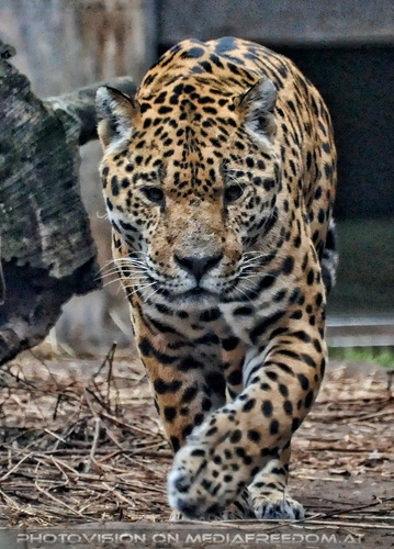 Schleichender Jaguar