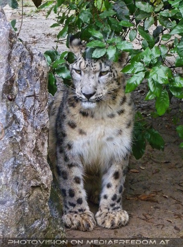 Schneeleopard Portrait