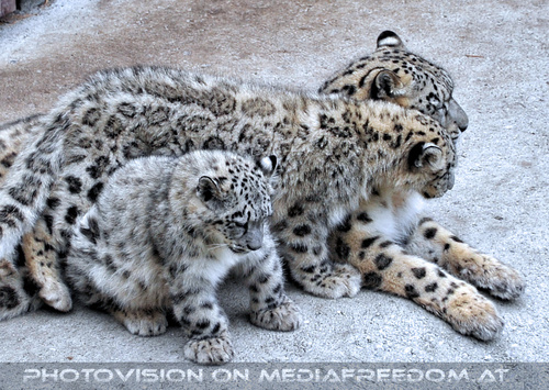 Schneeleoparden 19