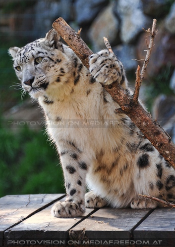 Gib mir Halt: Schneeleoparden