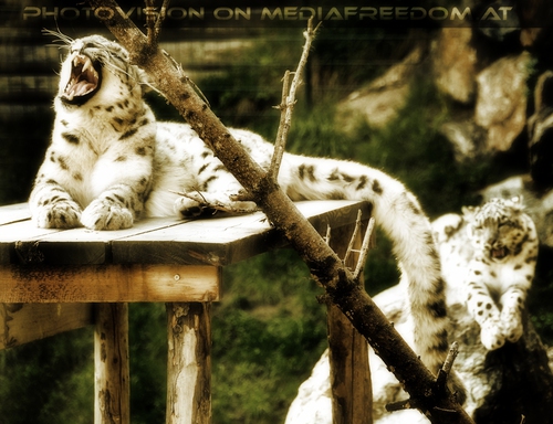 Roarrh: Schneeleoparden