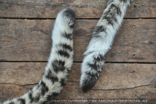 Schneeleoparden Schw�nze