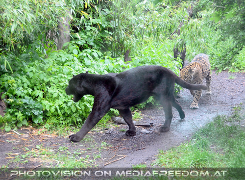 Schleichende Panther