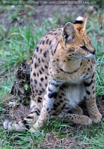 Serval 1