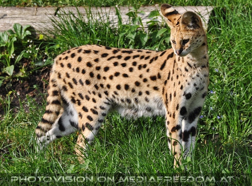 Serval aufmerksam