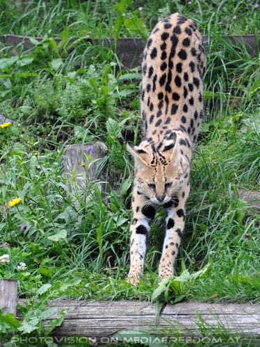 Der Zoo 03: Serval