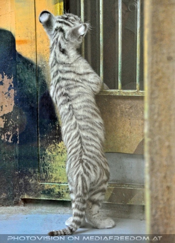 Wei�er Tiger Nachwuchs 03