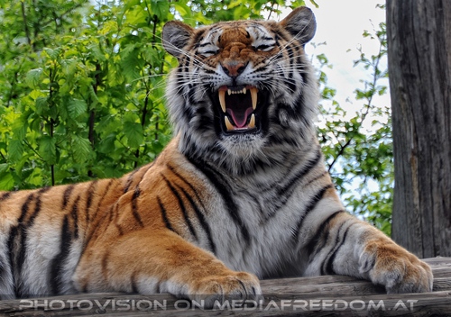 Sibirische Tiger 02