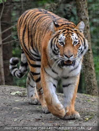 Sibirische Tiger 16