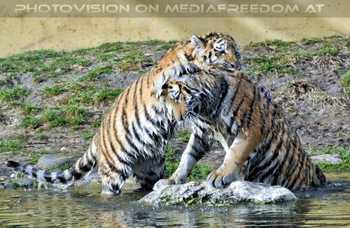 Sibirische Tiger 28