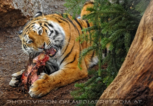 Sibirische Tiger F�tterung 02