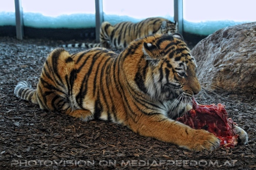 Sibirische Tiger F�tterung 3