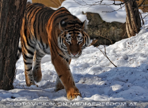 Sibirische Tiger im Schnee