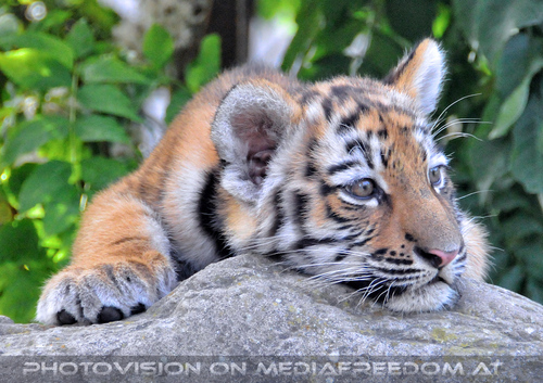 Sibirische Tigerbabies 3