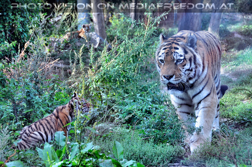 Sibirische Tigerbabies 6