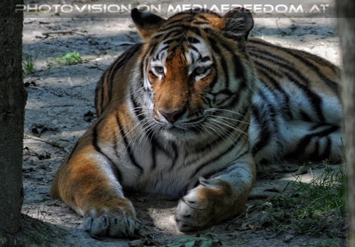 Sibirischer Tiger 02